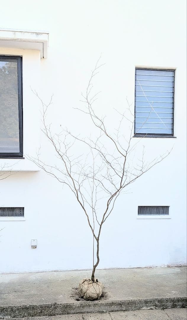 特大！山採りシロモジ。