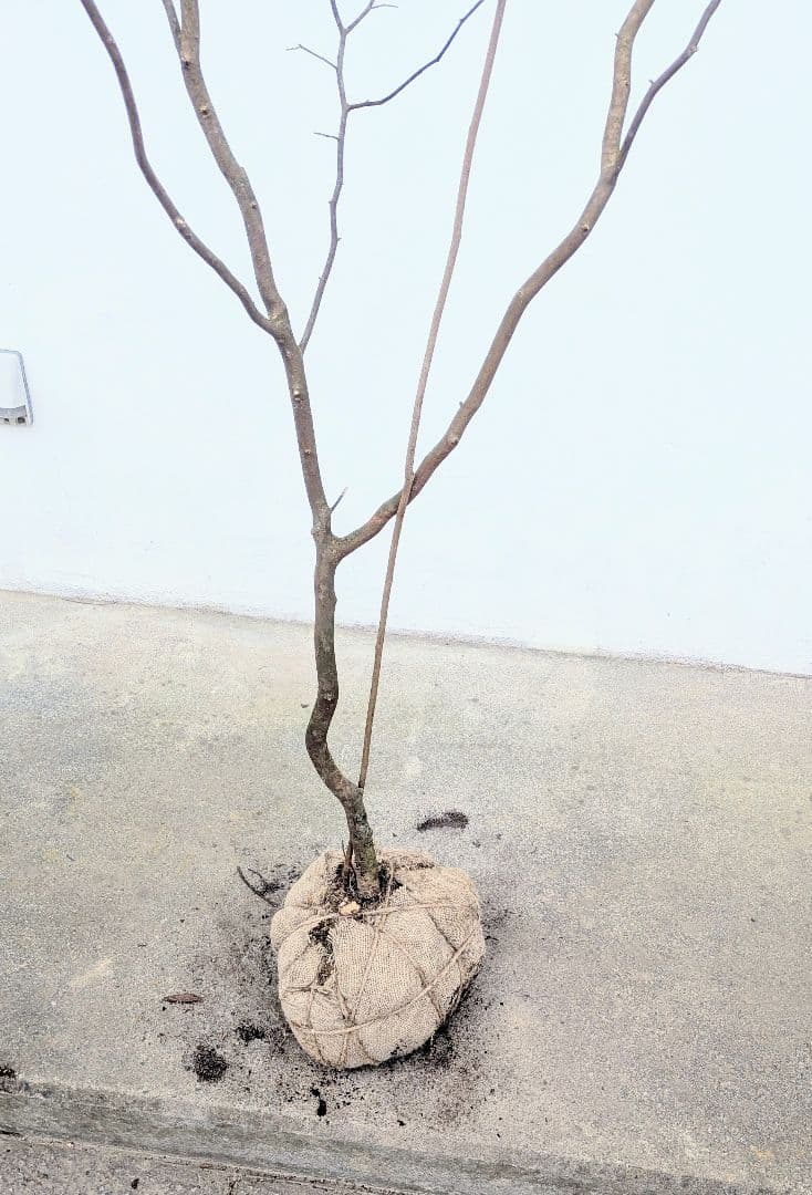 特大！山採りシロモジ。