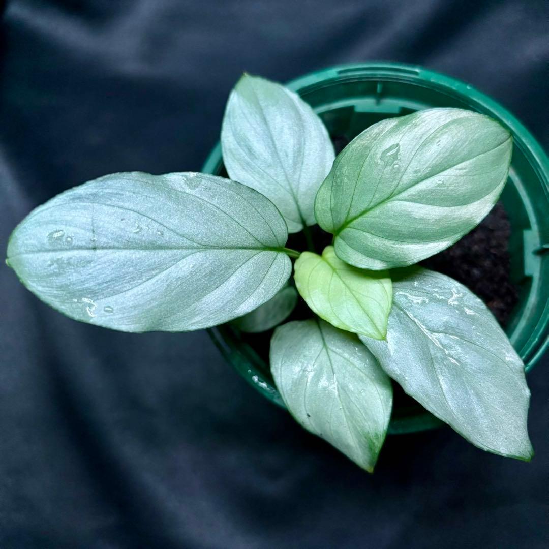 ホマロメナ sp.緑銀　正規タグ付き