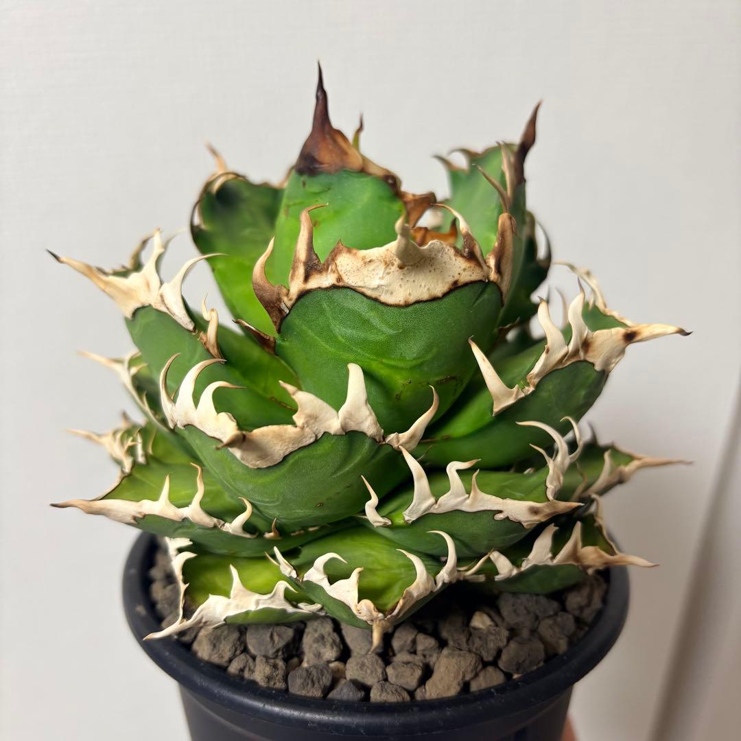 【鉢付き】アガベ チタノタ 赤猫 レッドキャットウィーズル ゴリ猫 LED管理株