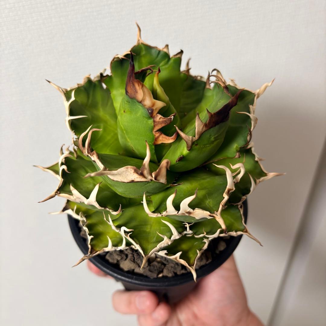 【鉢付き】アガベ チタノタ 赤猫 レッドキャットウィーズル ゴリ猫 LED管理株