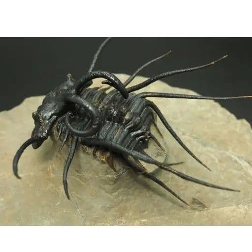 化石標本　骨格　三葉虫　ディクラヌルス　極美麗　特級標本