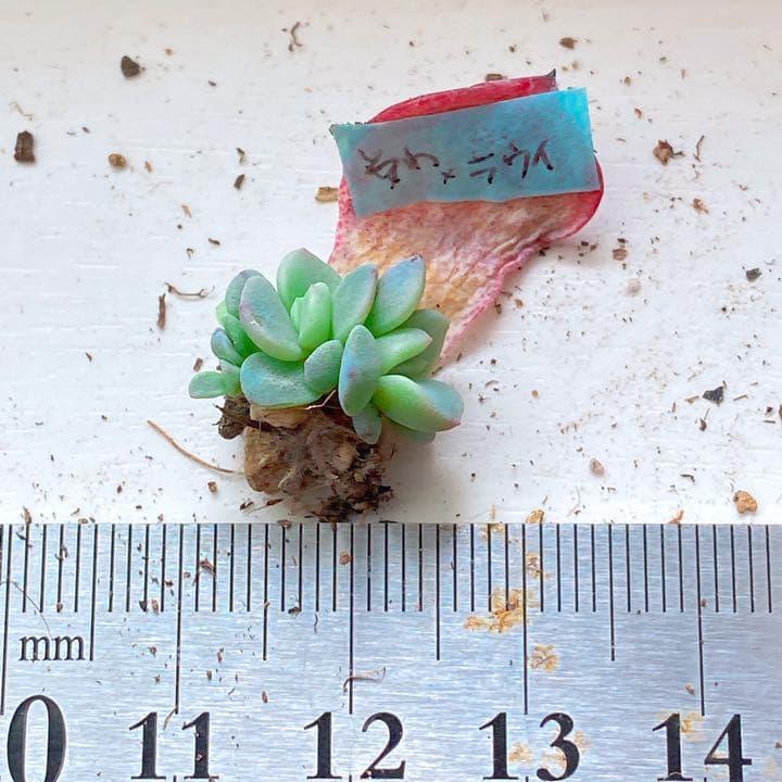 おらいさん苗　そわそわxラウイ　青札