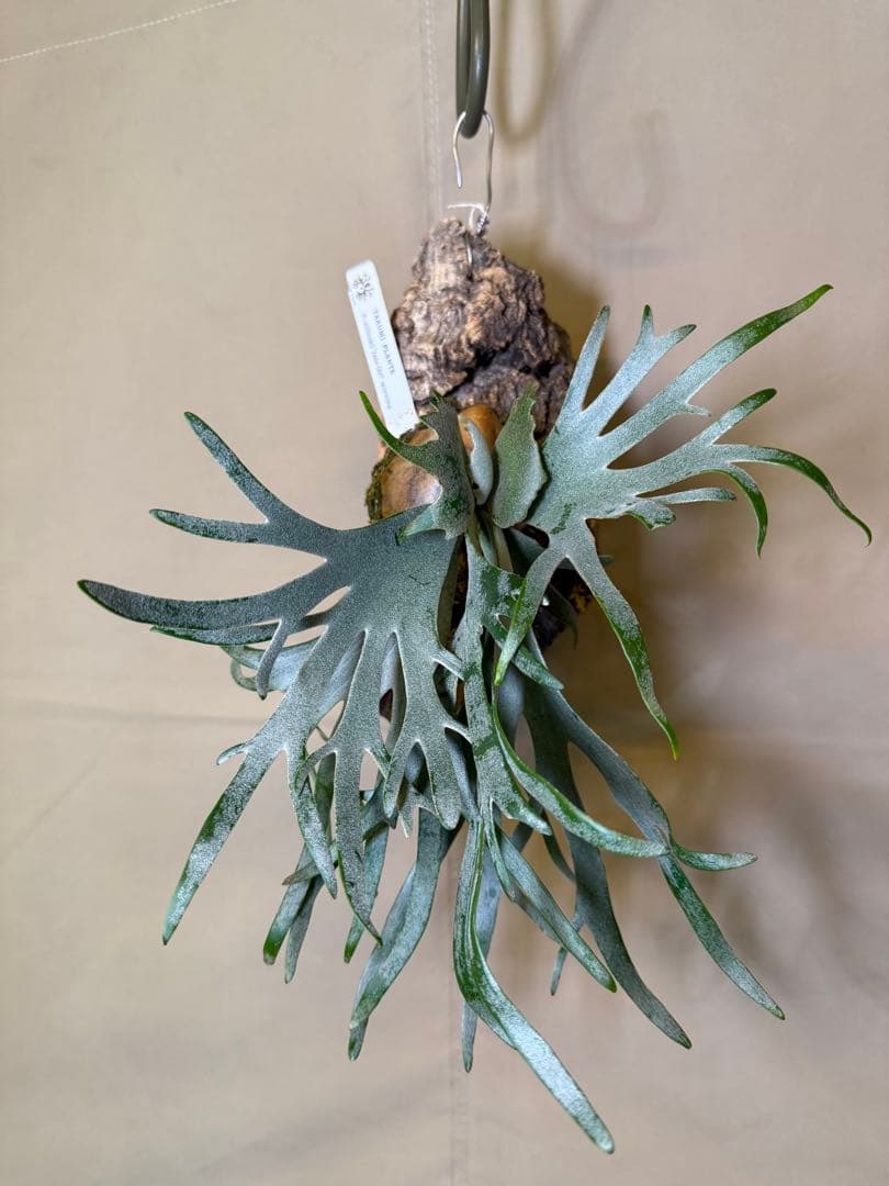 ビカクシダジェイドガールP. willinckii JadeGirl spore