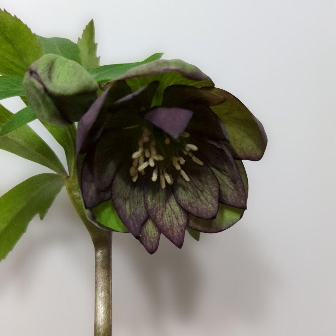 ま*ん様 大木ナーセリー❤️ クリスマスローズ❤️ トルカータス✕ボスニア交配❤