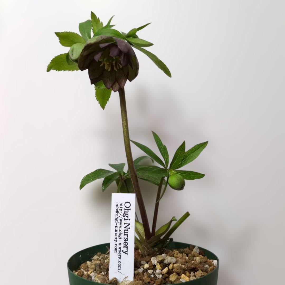 大木ナーセリー❤️ クリスマスローズ❤️ トルカータス✕ボスニア交配❤️