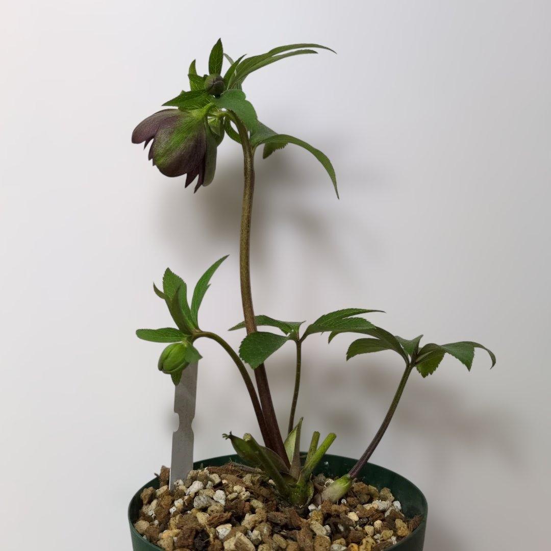 大木ナーセリー❤️ クリスマスローズ❤️ トルカータス✕ボスニア交配❤️