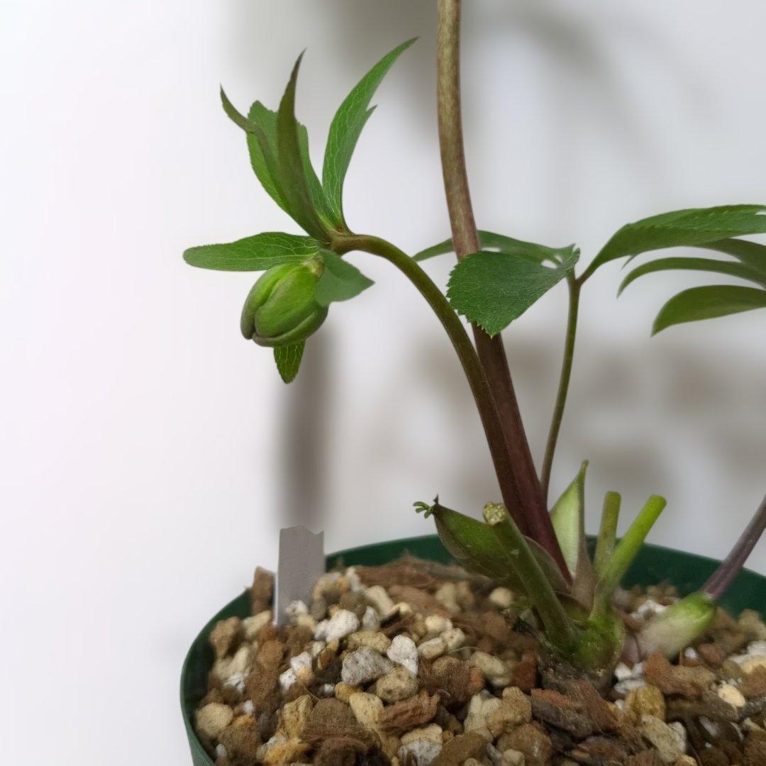 大木ナーセリー❤️ クリスマスローズ❤️ トルカータス✕ボスニア交配❤️