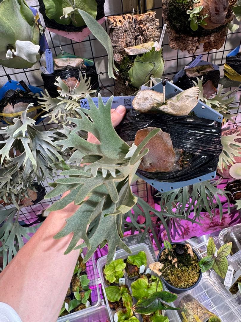 ウィリンキー　ボゴール　スーダン　ドワーフ　スポア