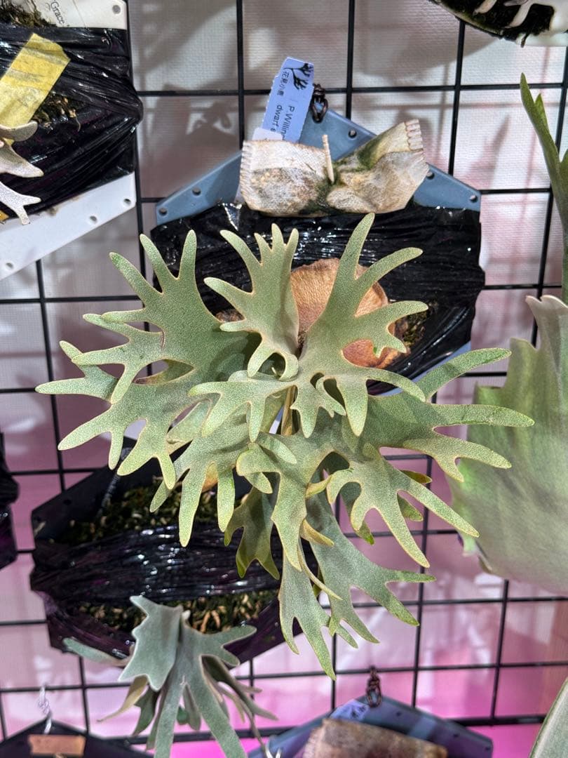 ウィリンキー　ボゴール　スーダン　ドワーフ　スポア