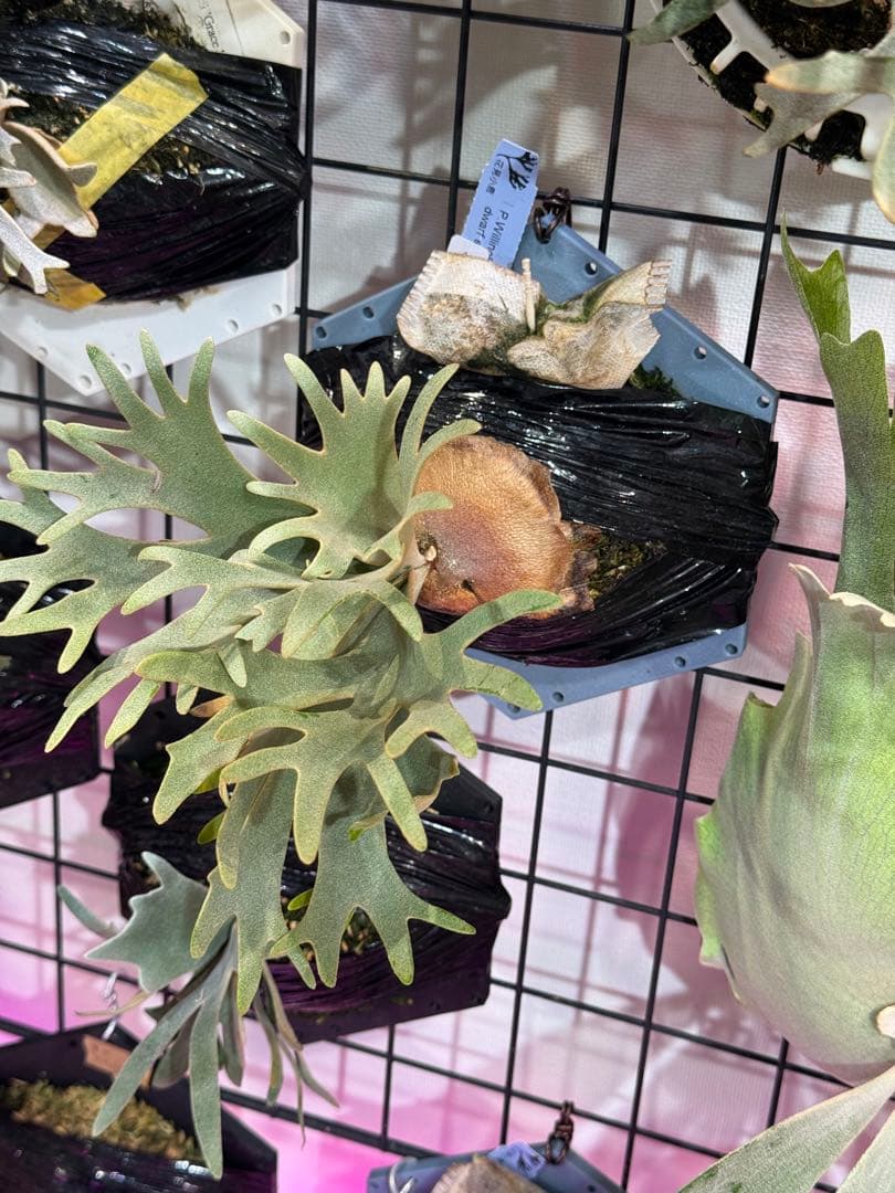 ウィリンキー　ボゴール　スーダン　ドワーフ　スポア