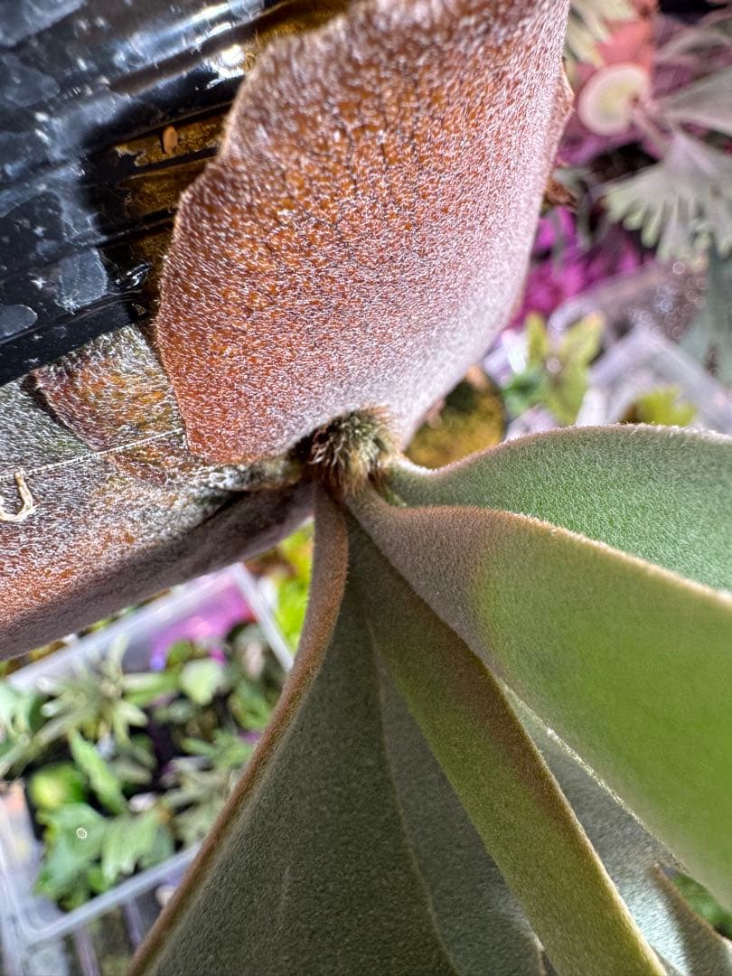 ウィリンキー　ボゴール　スーダン　ドワーフ　スポア