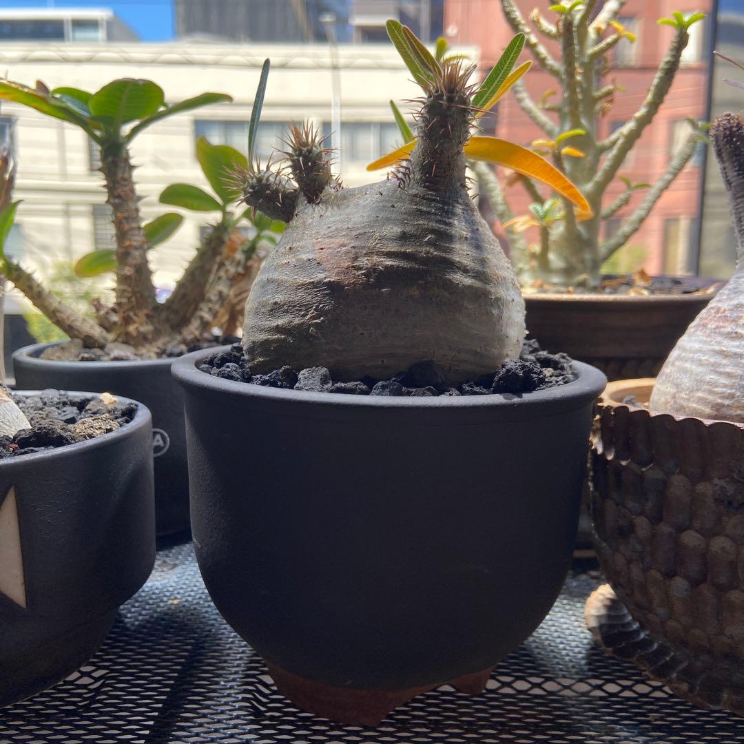 パキポディウムグラキリス　伝市鉢