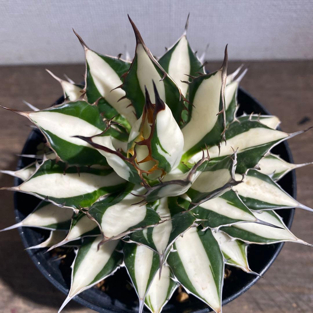 アガベ　ホリダ白中斑入　極上3