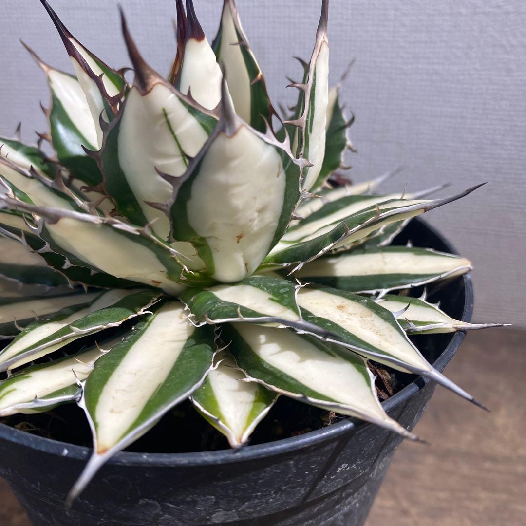 アガベ　ホリダ白中斑入　極上3