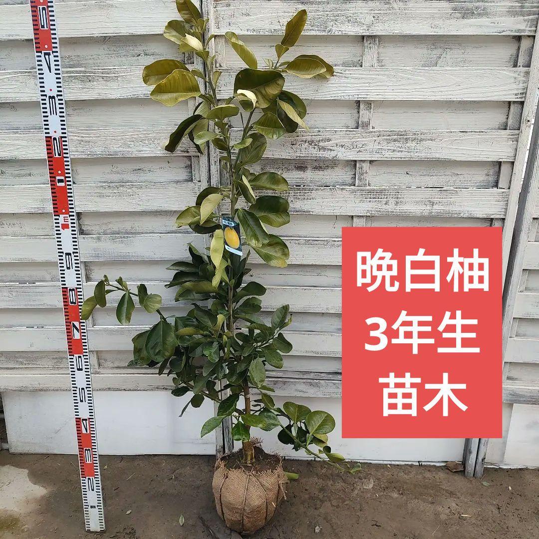 晩白柚 ばんぺいゆ ザボン 3年生