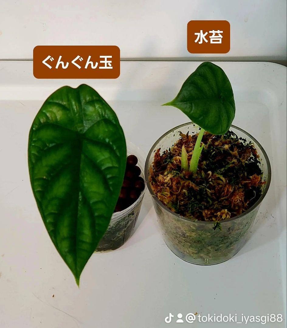 SALE 限定10セット　奇跡の天然鉱石「ぐんぐん玉」観葉植物用です。