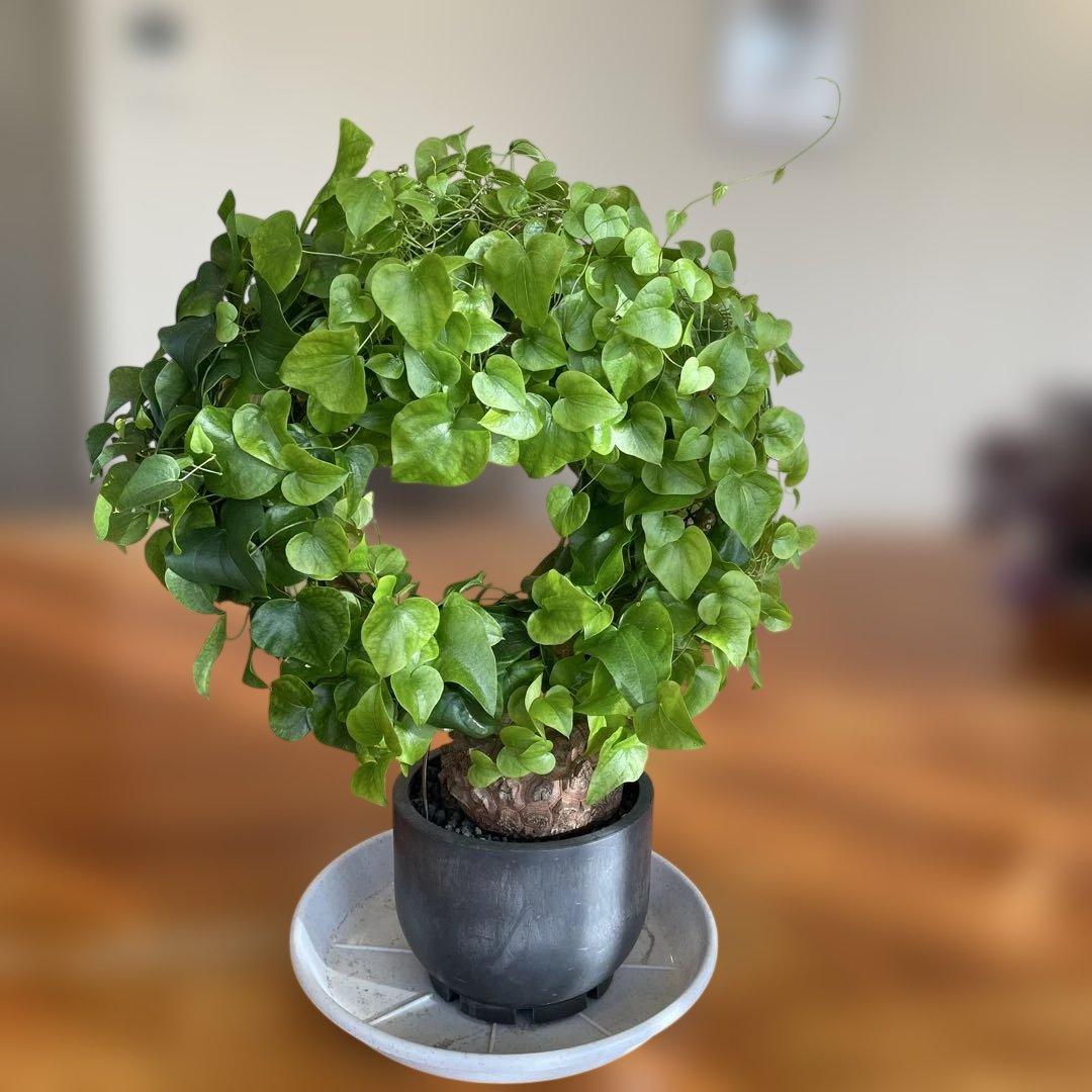 亀甲竜 ディオスコレア