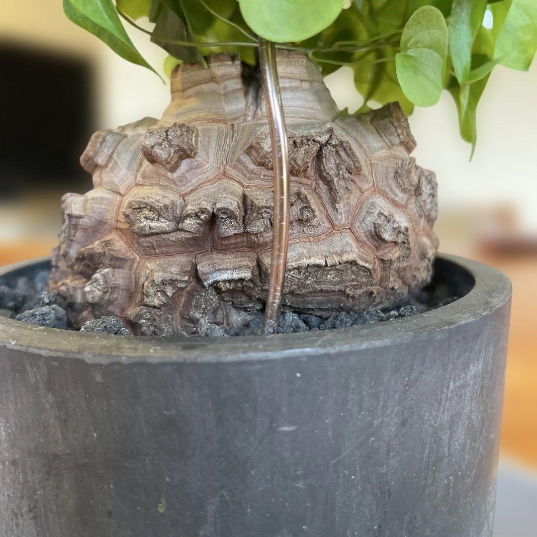 亀甲竜 ディオスコレア