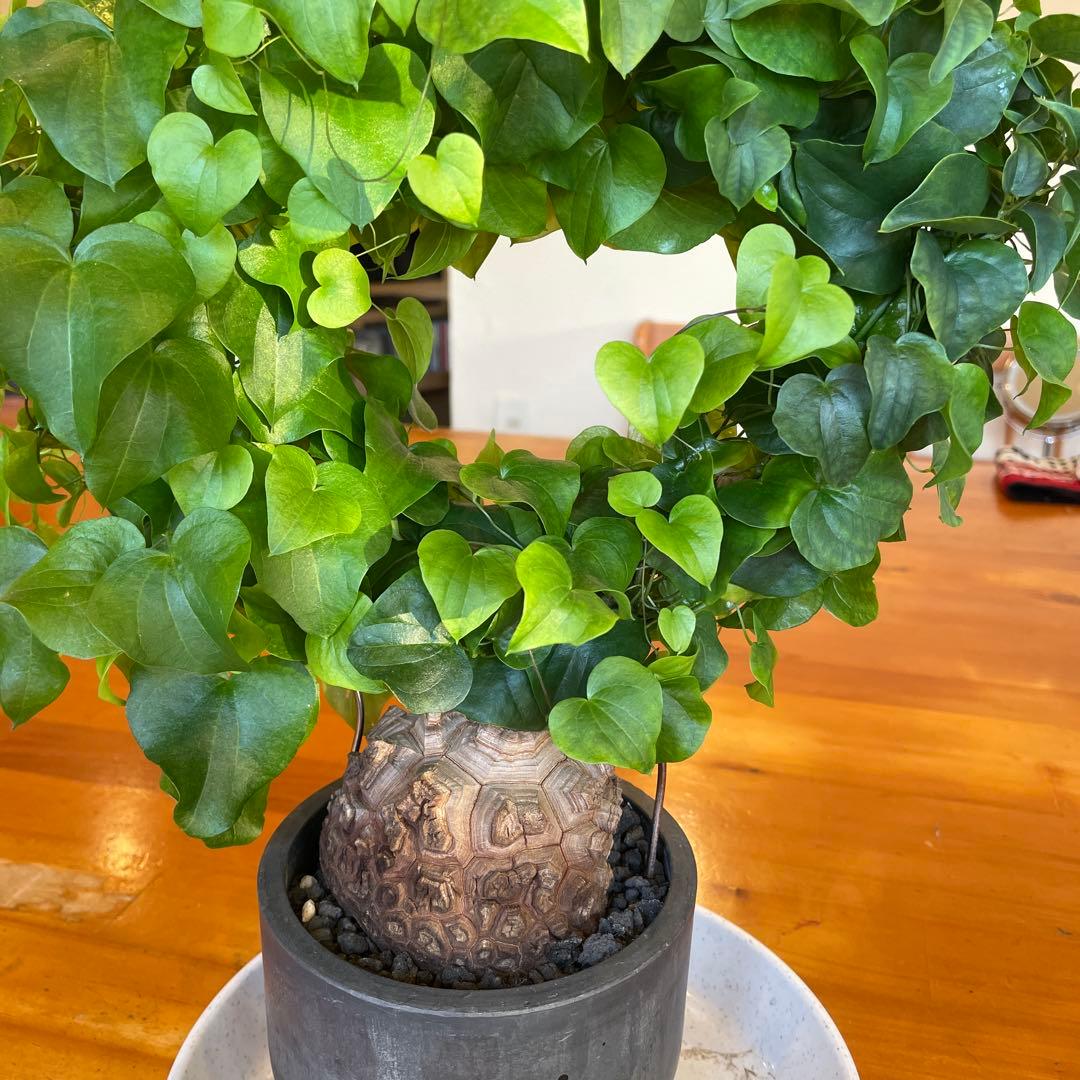 亀甲竜 ディオスコレア