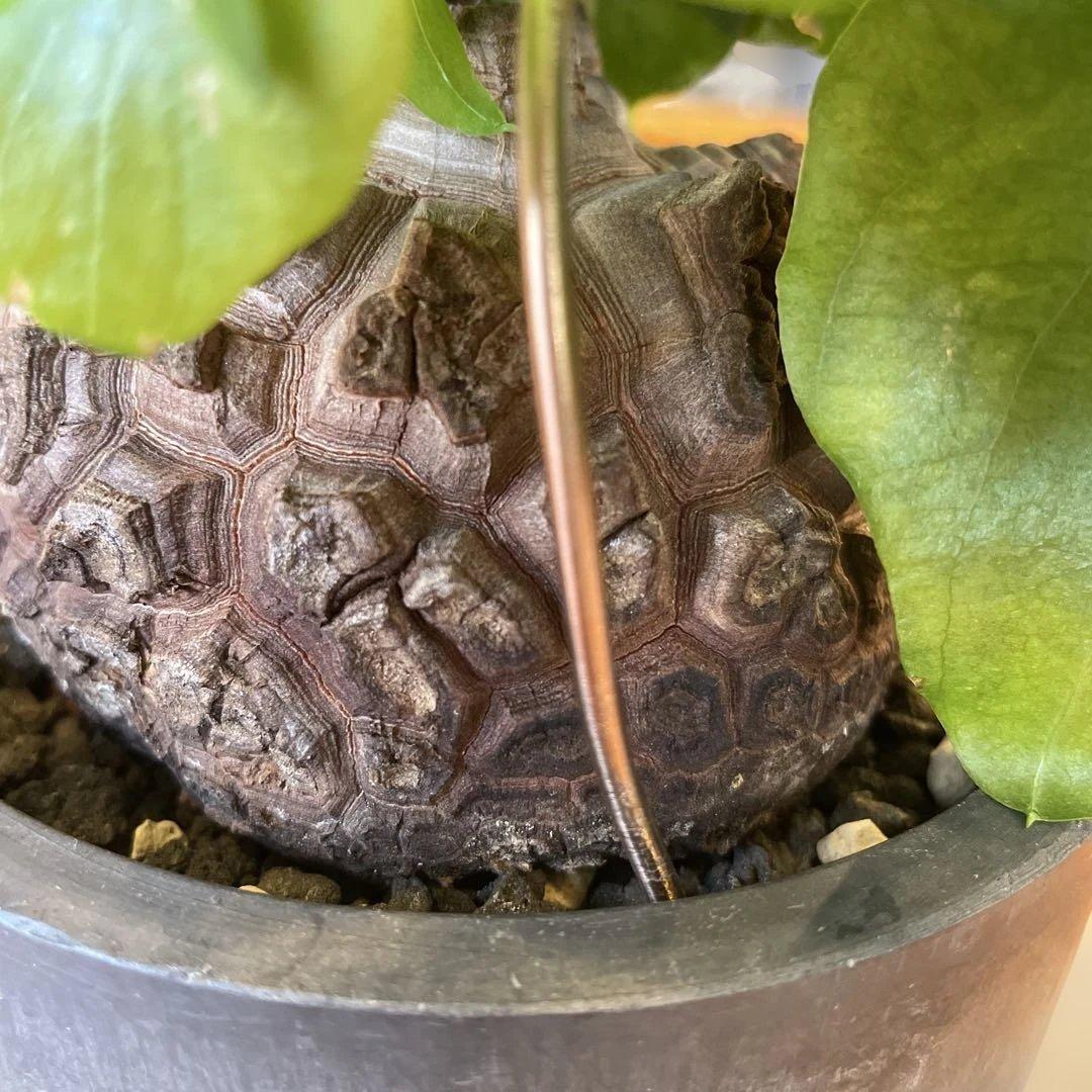 亀甲竜 ディオスコレア