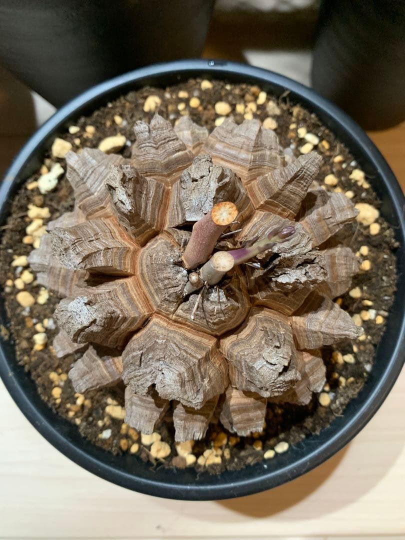 長谷川亀甲竜　6寸鉢