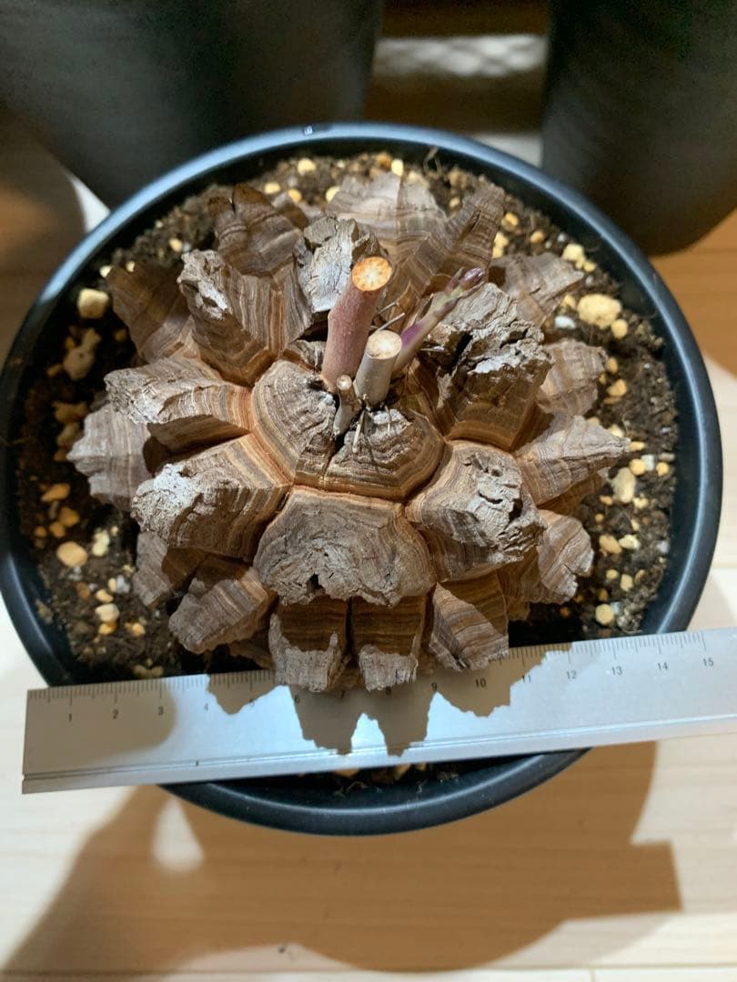 長谷川亀甲竜　6寸鉢