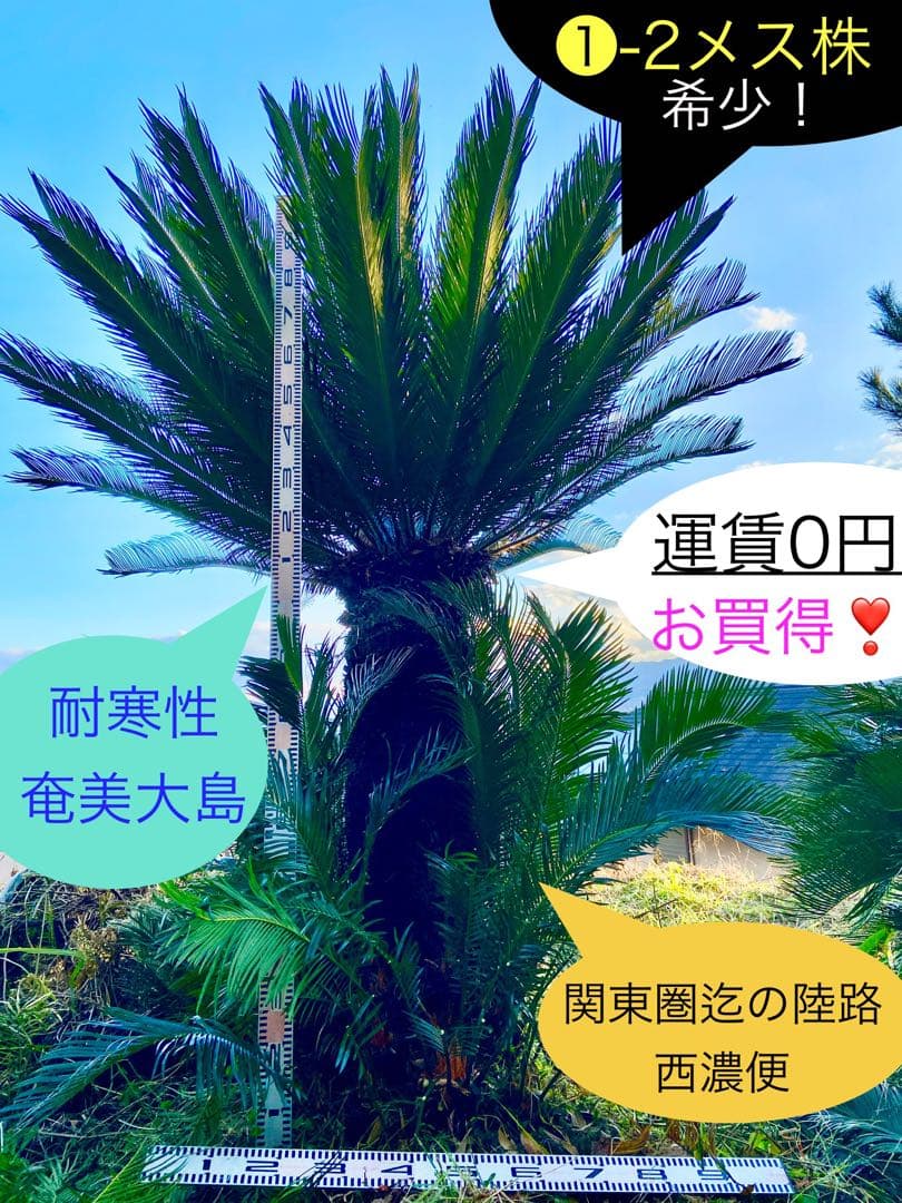 メス蘇轍2m 奄美大島大株　耐寒性