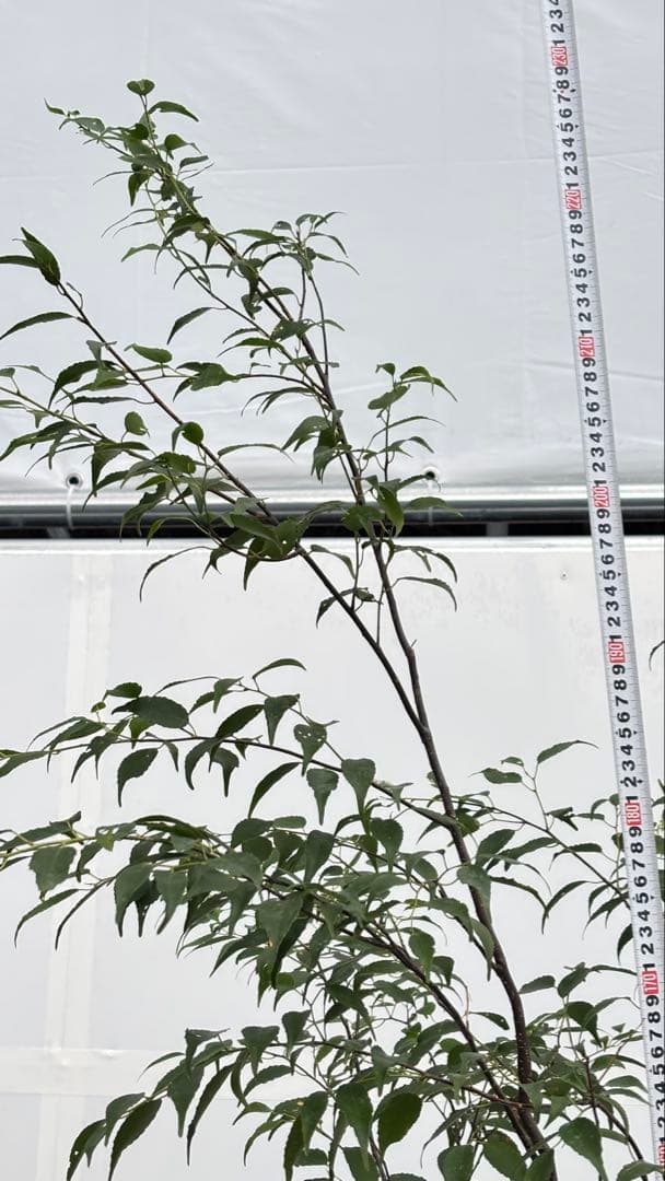 美しい樹形が魅力的 山採り ハイノキ 株立 710 樹高2.2m位 高級樹