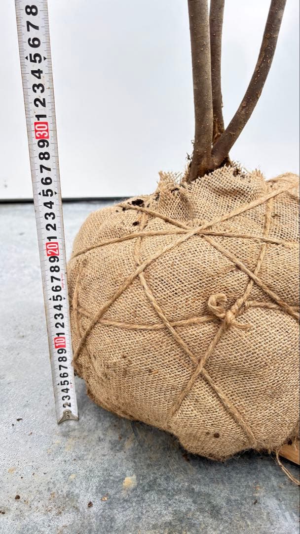 美しい樹形が魅力的 山採り ハイノキ 株立 710 樹高2.2m位 高級樹