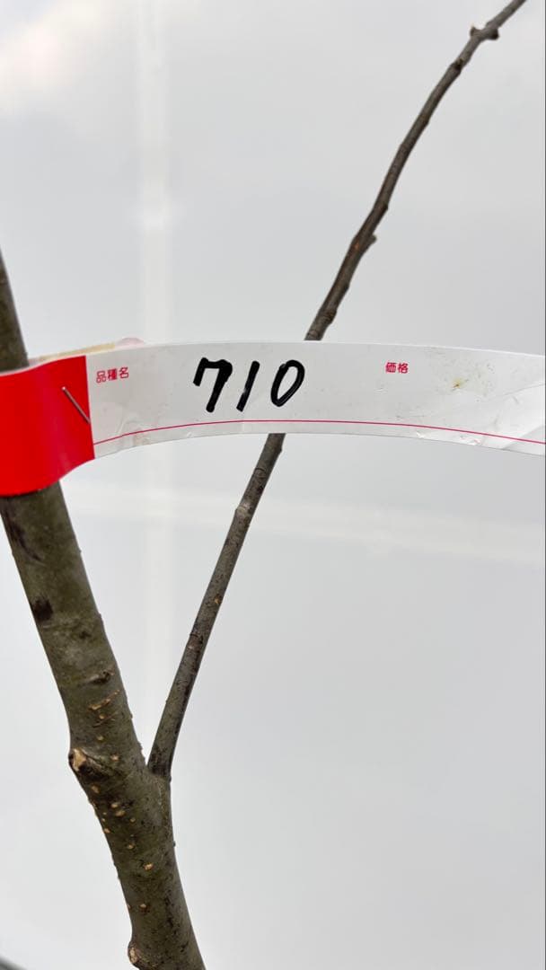 美しい樹形が魅力的 山採り ハイノキ 株立 710 樹高2.2m位 高級樹