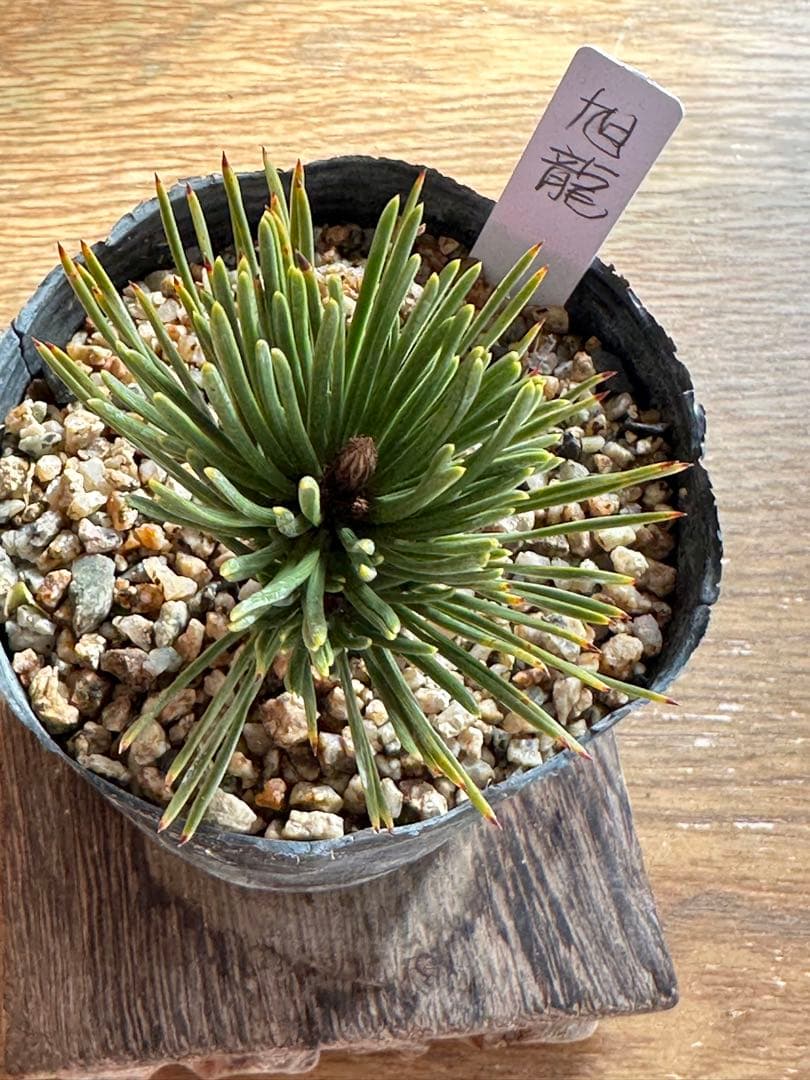 盆栽素材 黒松旭龍-3