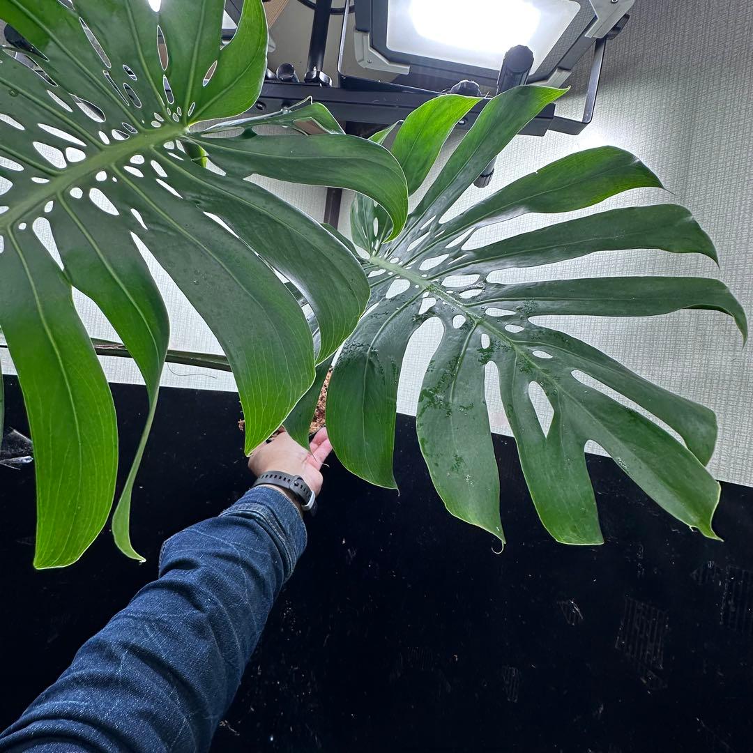 モンステラデリシオーサマクロコズム超希少系統鉢植え80㎝