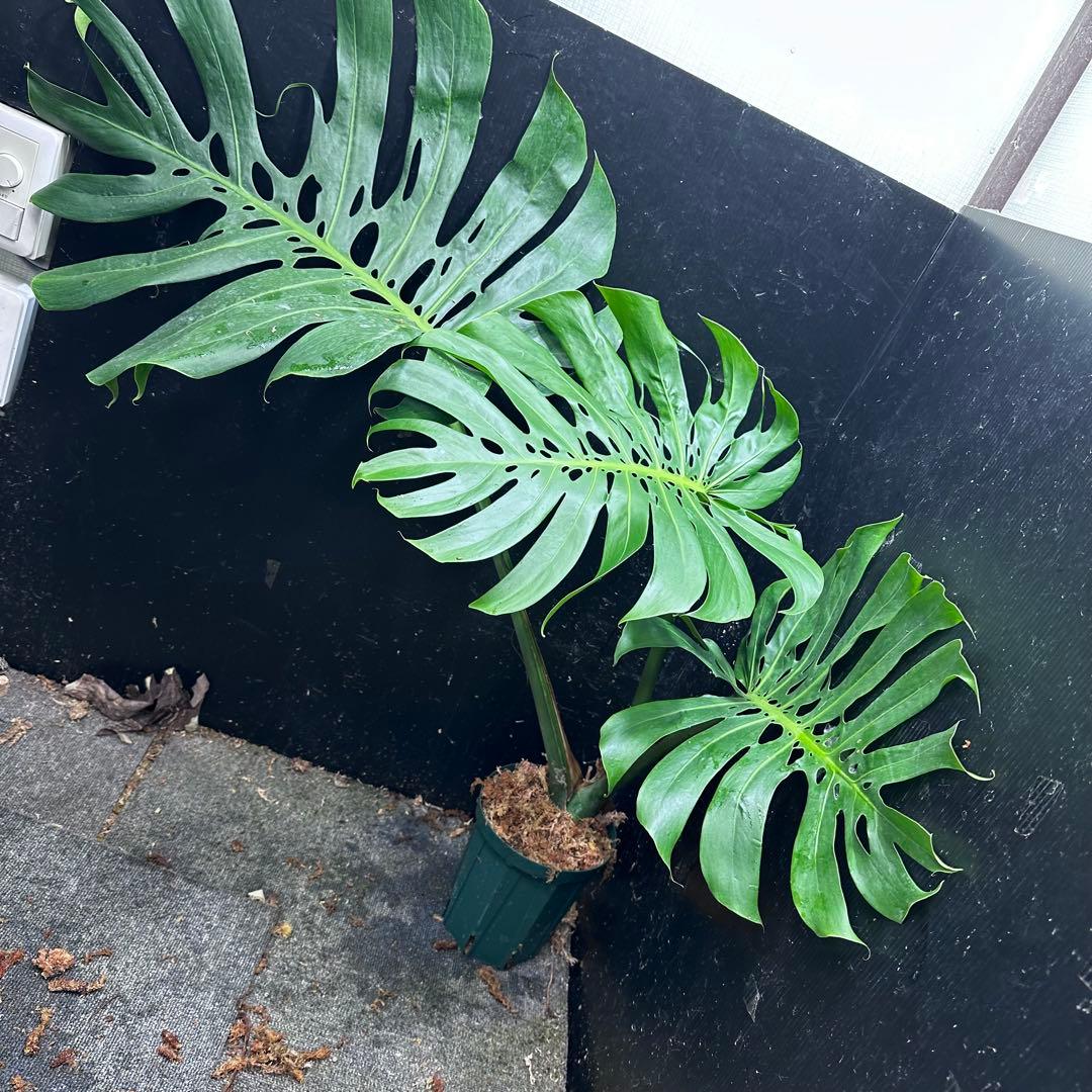 モンステラデリシオーサマクロコズム超希少系統鉢植え80㎝