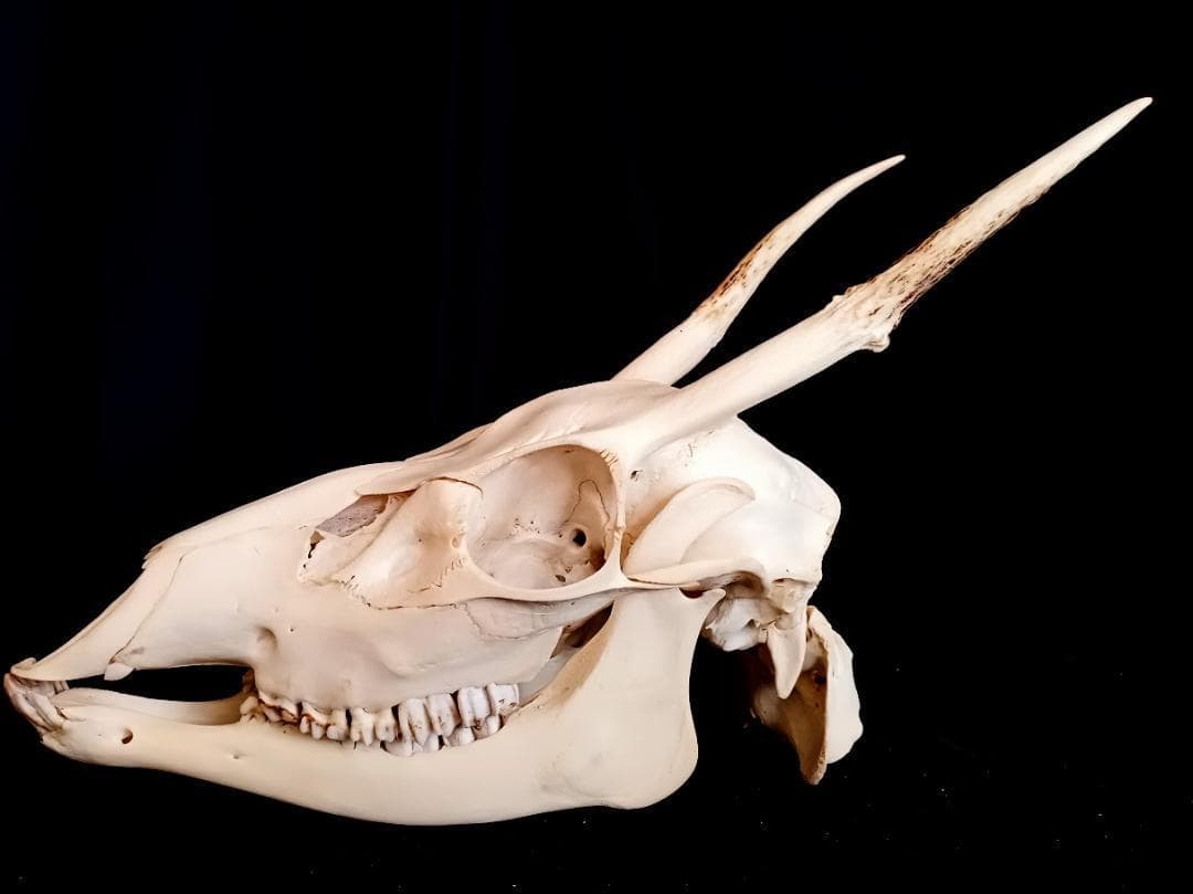 【 在庫処分特価】種名ニホンジカ♂　３２Kg　頭骨・第一頸椎　骨格標本