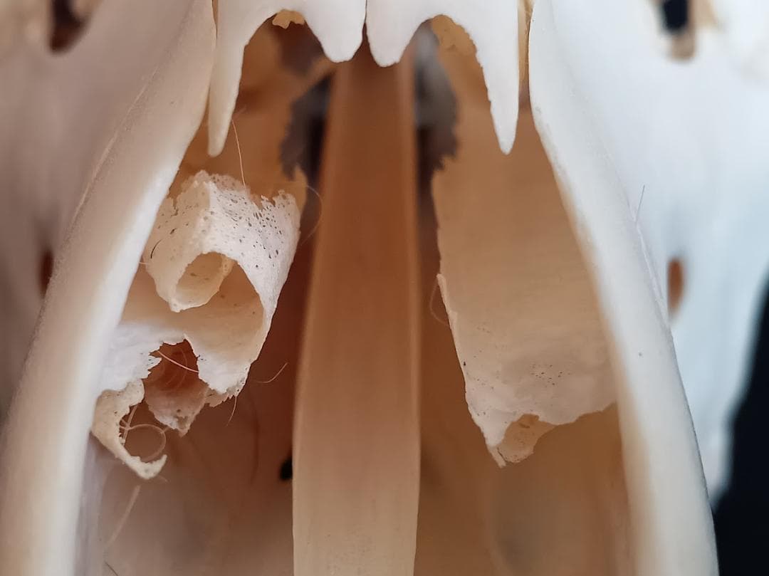 【 在庫処分特価】種名ニホンジカ♂　３２Kg　頭骨・第一頸椎　骨格標本