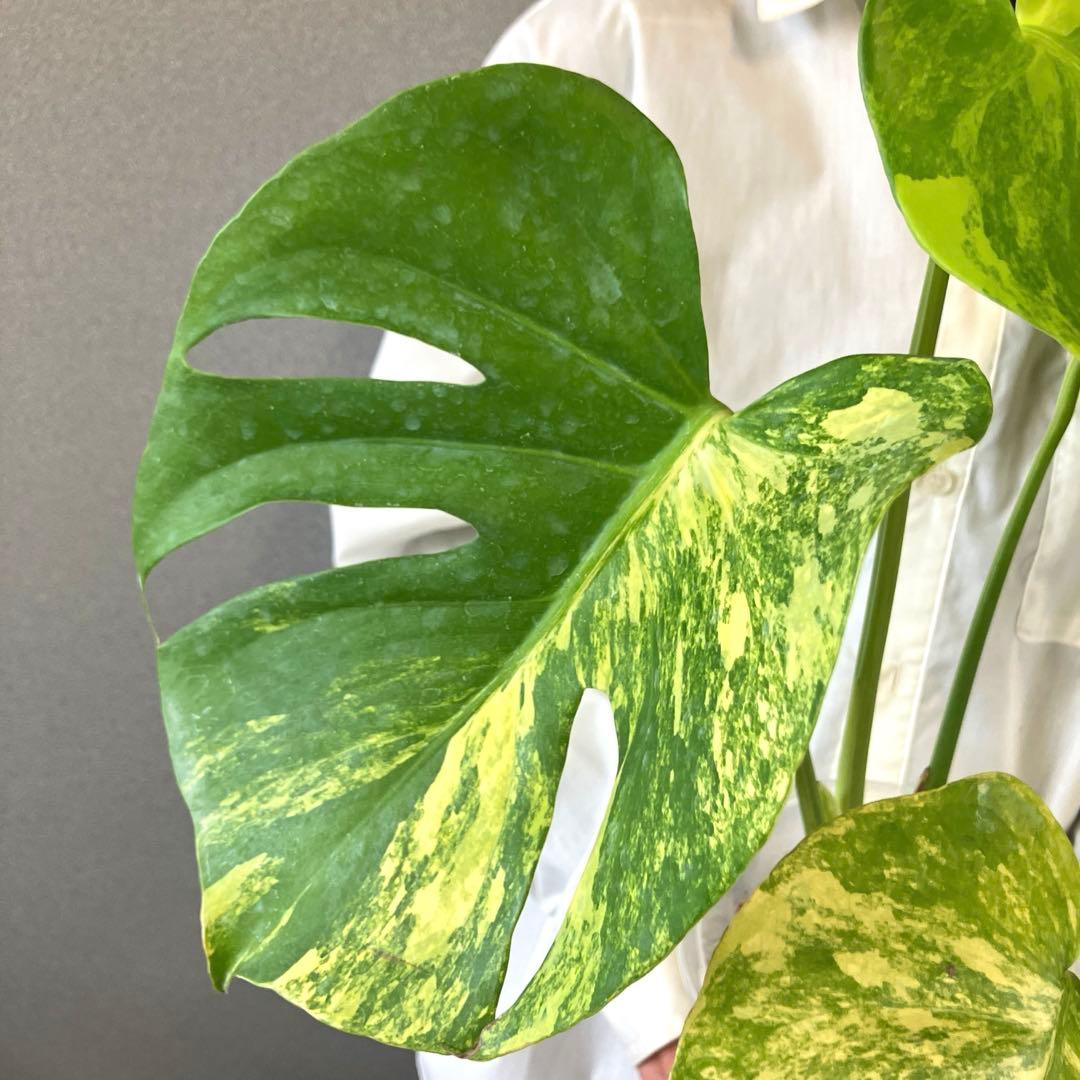 超希少❗️モンステラ　デリシオーサ　ポンポン✨