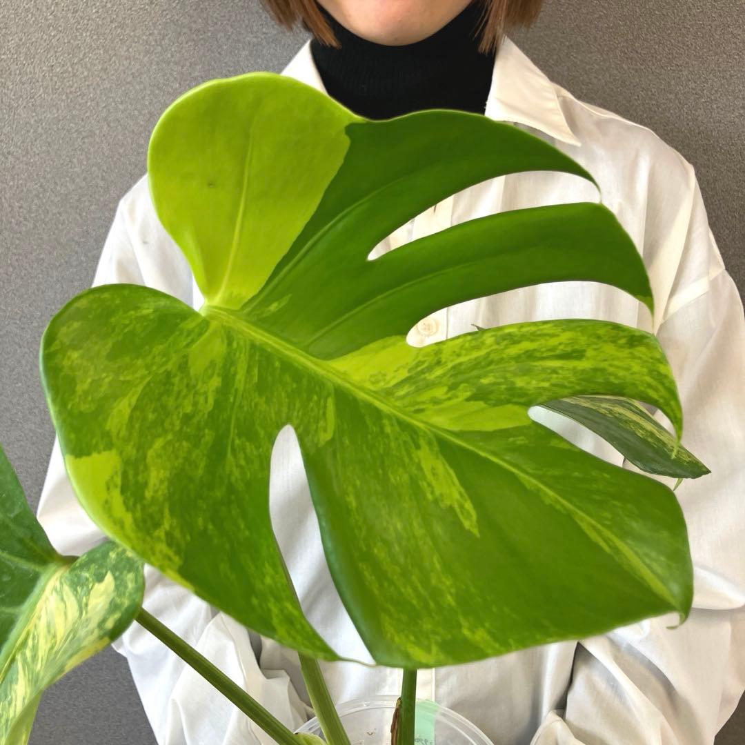 超希少❗️モンステラ　デリシオーサ　ポンポン✨