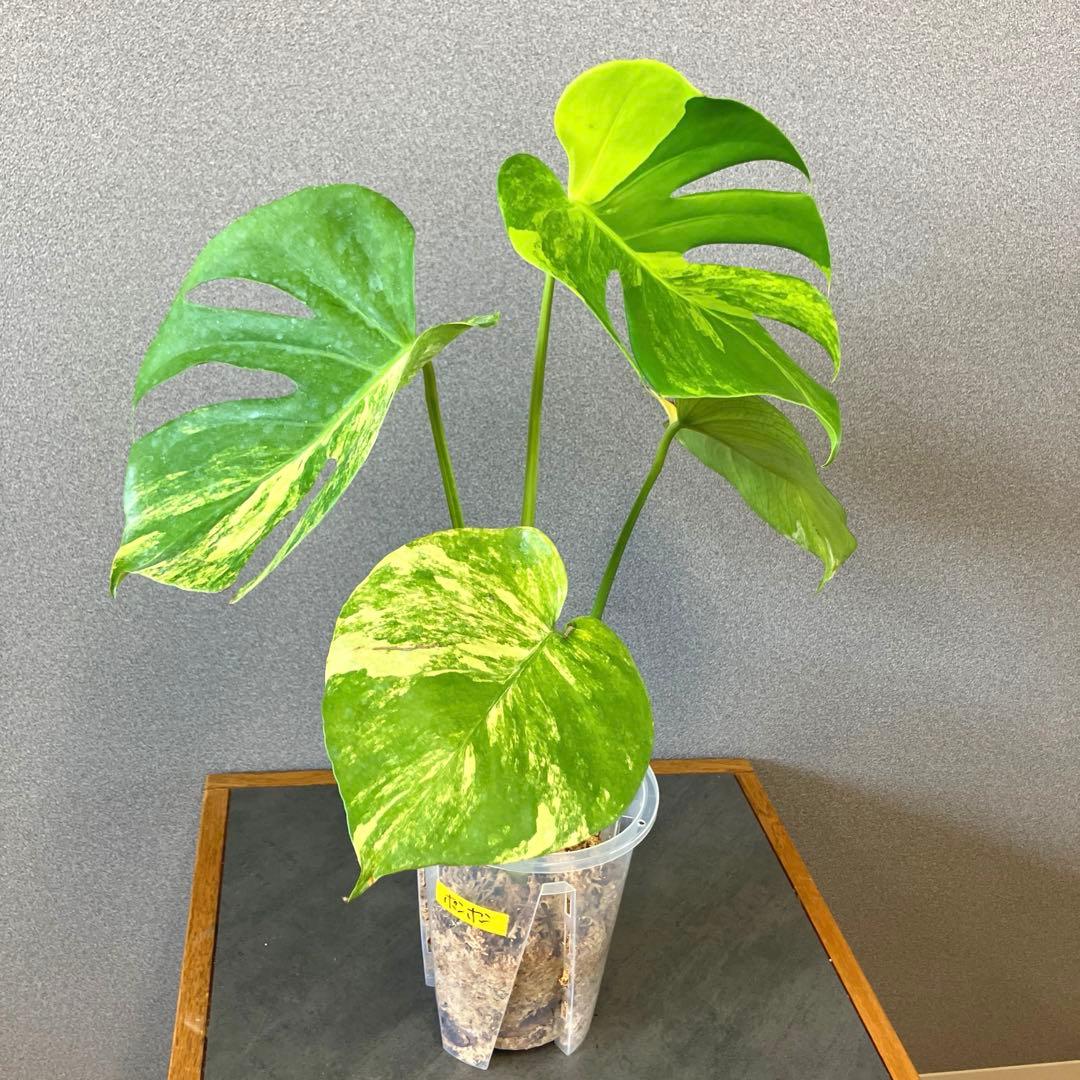 超希少❗️モンステラ　デリシオーサ　ポンポン✨