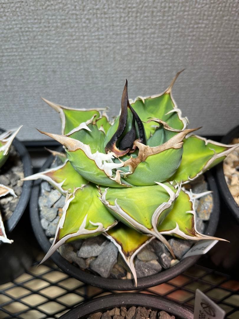 Agave titanota ノーネーム　アガベ　チタノタ