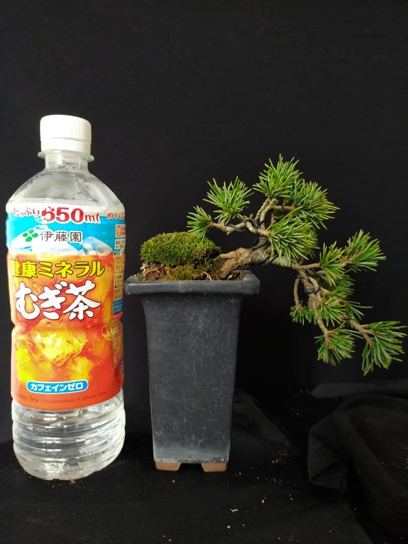 八房五葉松　盆栽　懸崖