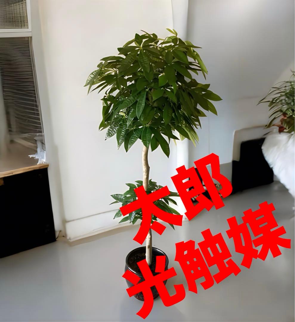 光触媒　人工観葉植物　ウォールグリーン　フェイクグリーン　パキラ16670鉢付