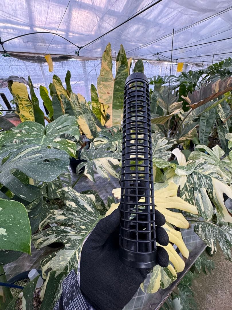 水苔無しモスポール　50本まとめ　29cmサイズ