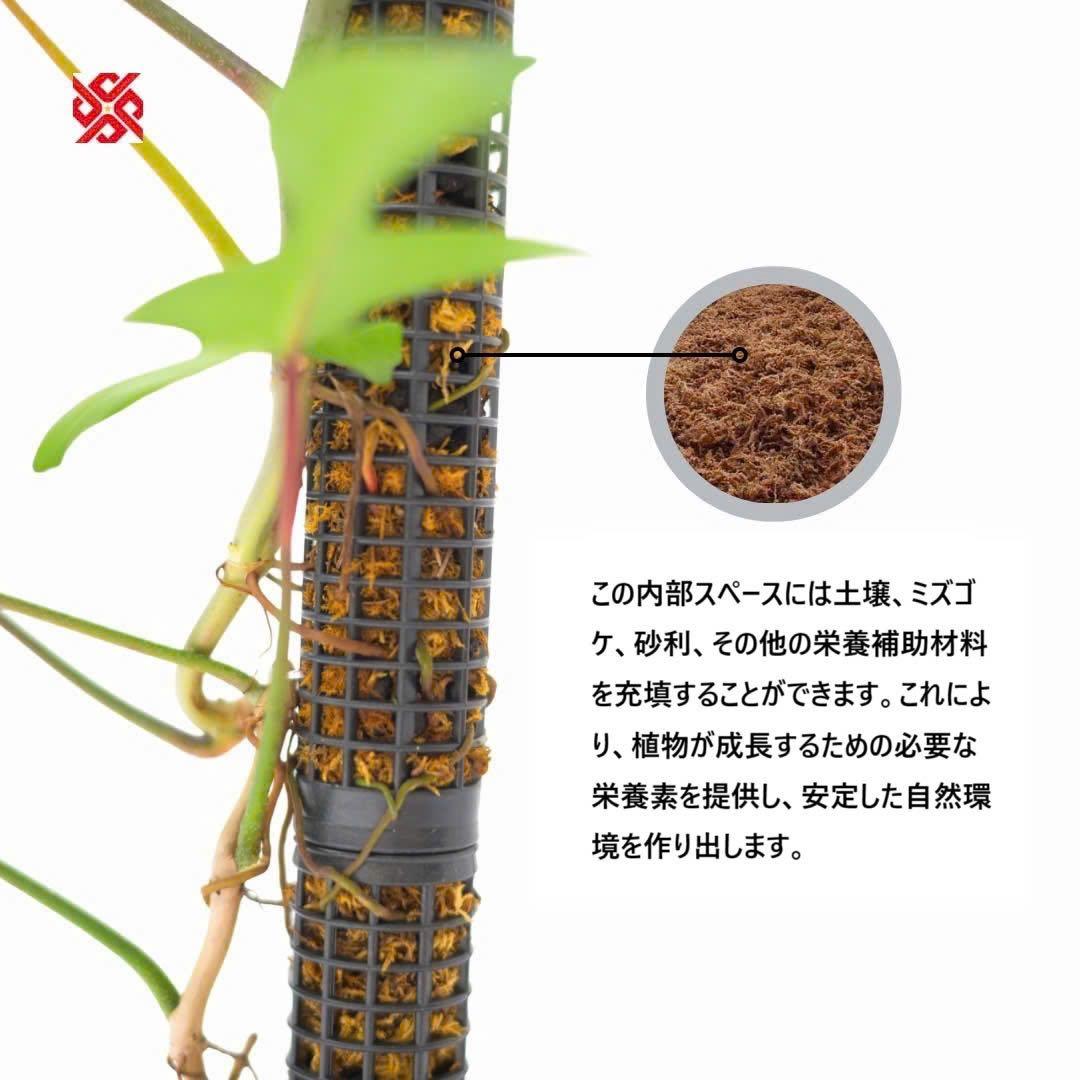 水苔無しモスポール　50本まとめ　29cmサイズ