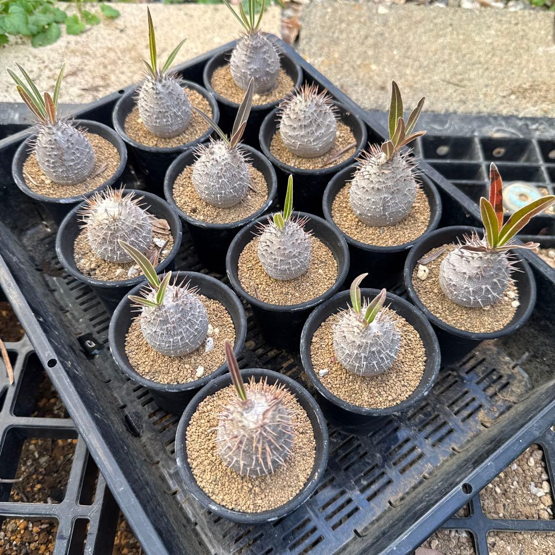 クマクマ様ご依頼品グラキリスセット