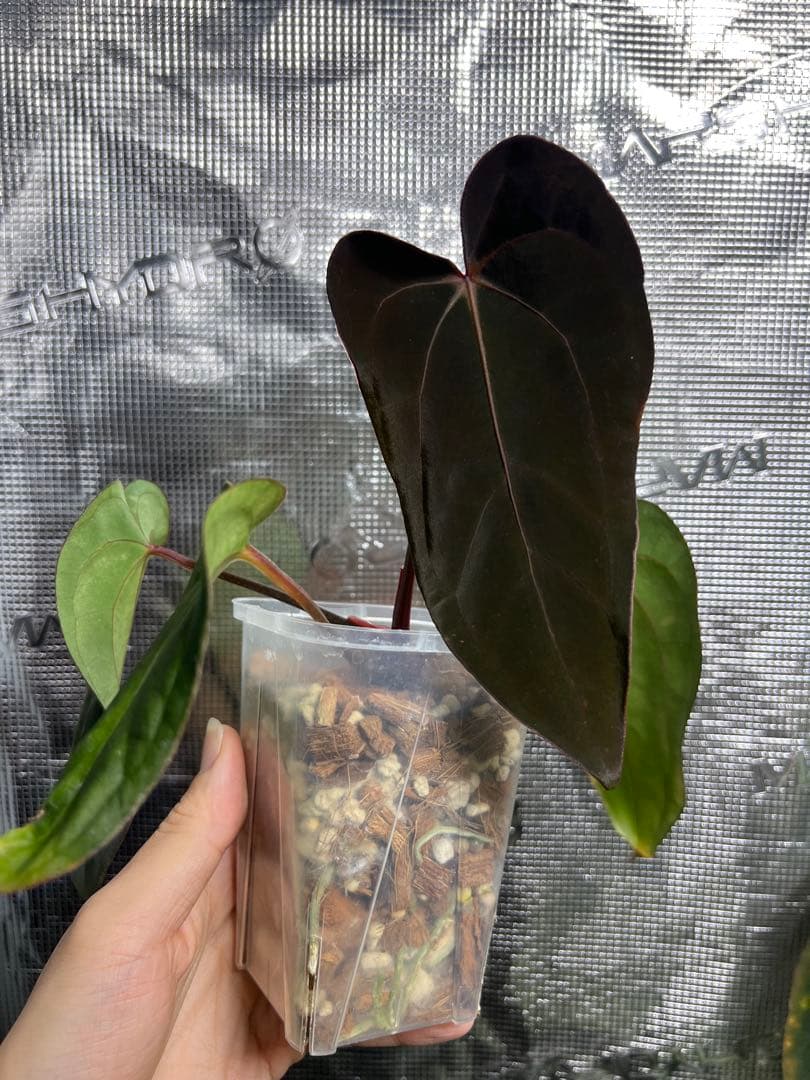 carlablackiae× antolakii ×Ace of spades