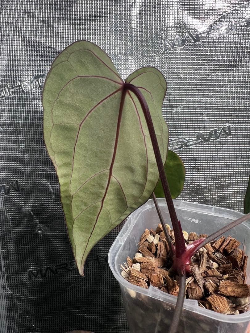 carlablackiae× antolakii ×Ace of spades