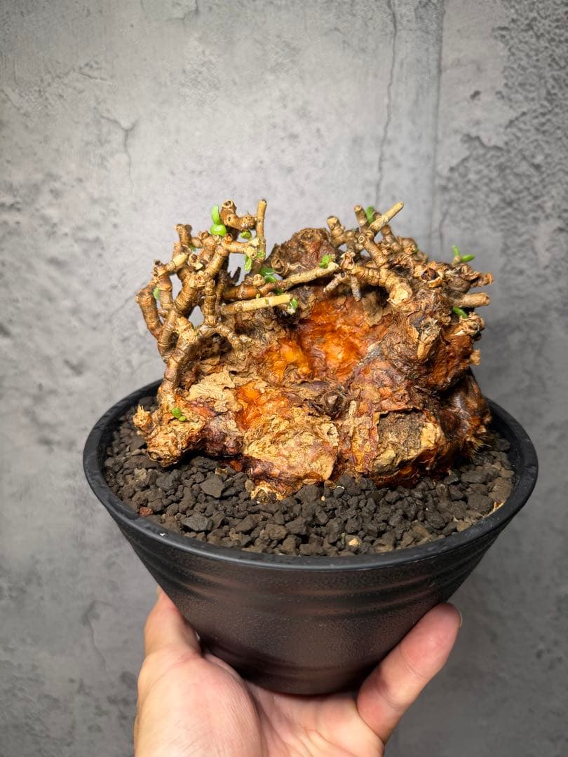 【特大株】ケラリアピグマエア　発根確認済