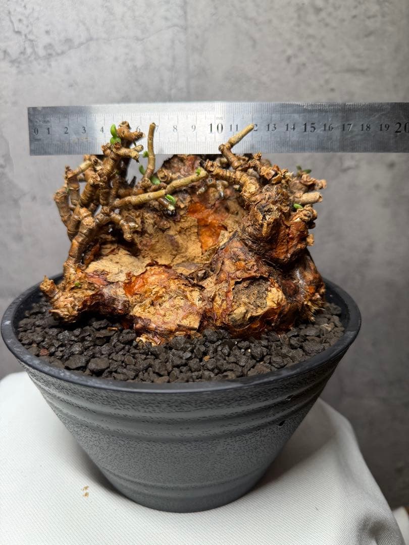 【特大株】ケラリアピグマエア　発根確認済