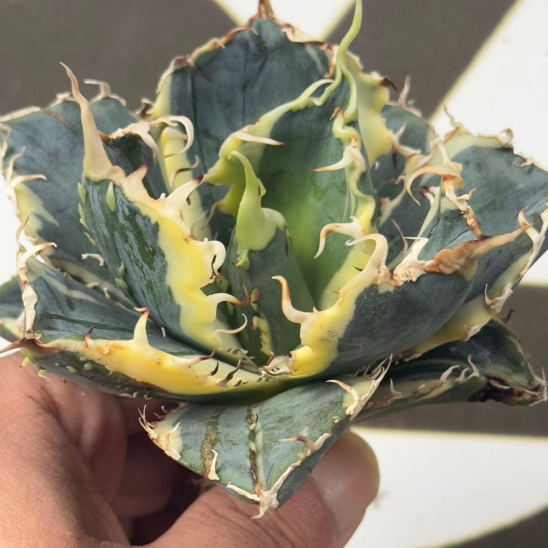 757【上澳園芸】 アガベ チタノタ 白鯨錦 覆輪斑 絶版背刺